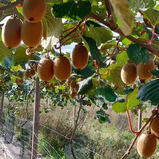 kiwis2