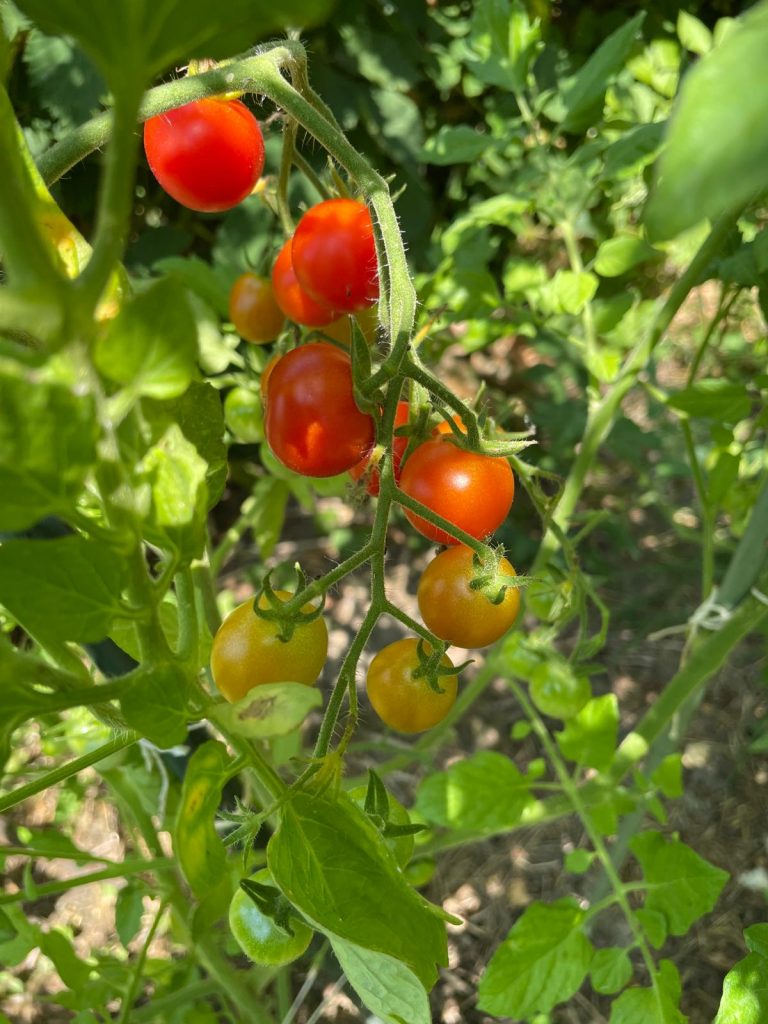 Belles tomates de l'été