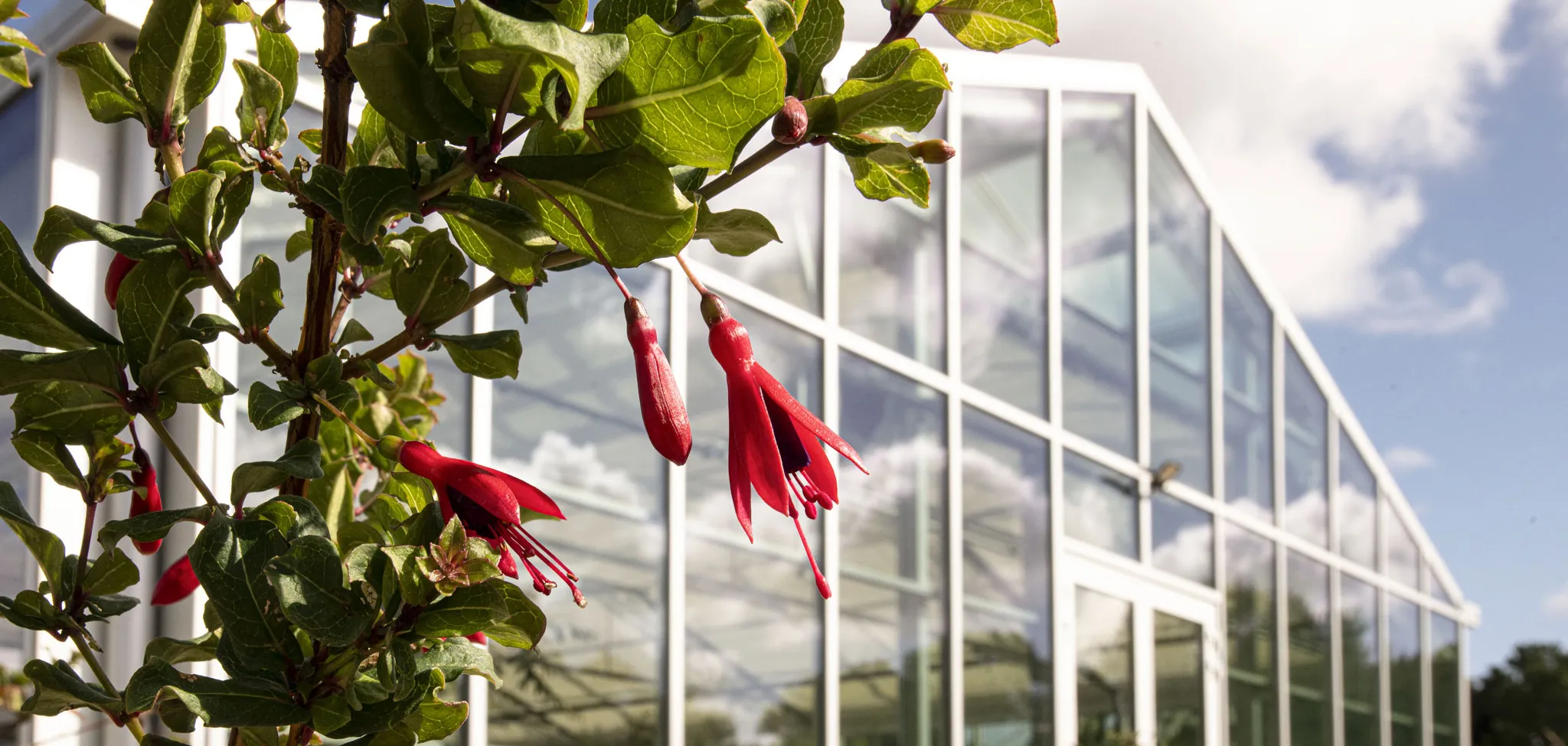 Visite de la nouvelle serre de Fuchsias botaniques et de la collection de pélargonium